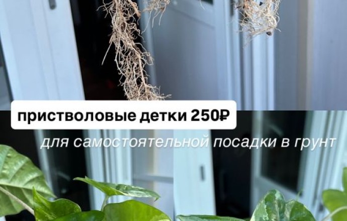 Алоказия Одора батик вариегатная
