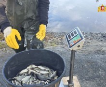 Более 24 тысяч мальков сазана выпущены в уральские водоёмы