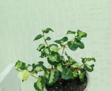 Продам кротон, диффенбахию, фикусы