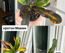 Названия и цены на фото