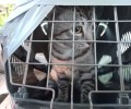 Зооспасатель из Екатеринбурга восхищен отзывчивостью жителей Заречного