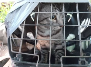 Зооспасатель из Екатеринбурга восхищен отзывчивостью жителей Заречного