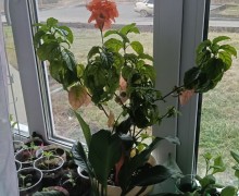 Продам цветы