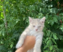 Помогите пристроить кошку с котятами
