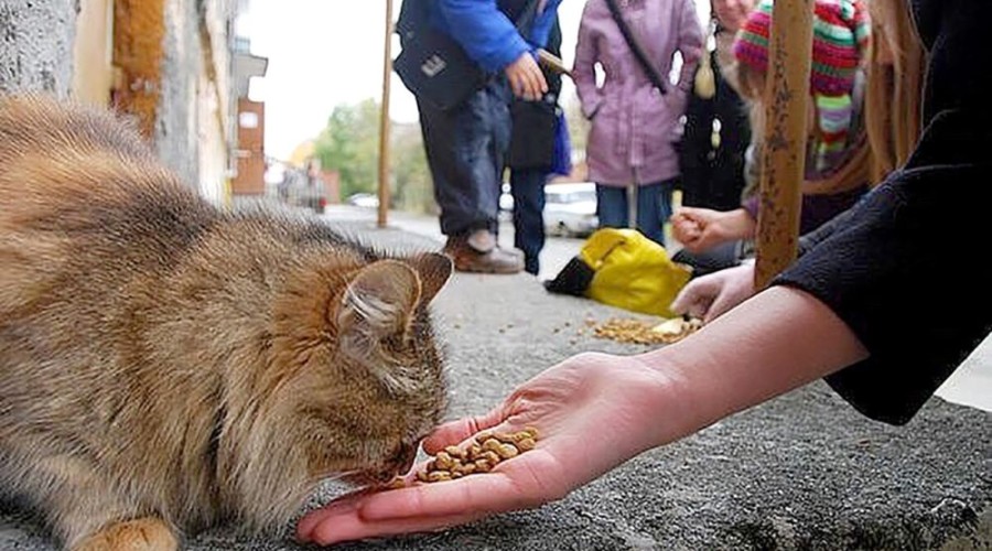«Мы читали, что Государственная Дума запретила кормить бездомных животных на улицах