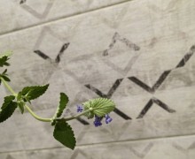 Продам саженец Котовника