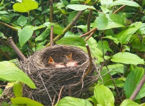 При обрезке кустов подрядчики обнаружили птичье гнездо