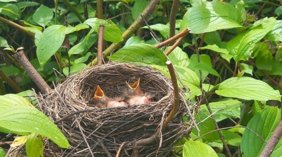 При обрезке кустов подрядчики обнаружили птичье гнездо