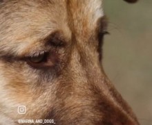 Потрясающий малыш ищет дом