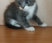 Отдам в добрые руки котят