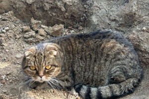 Кот срочно ищет дом
