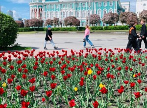 Уральскую столицу украсили распустившиеся тюльпаны