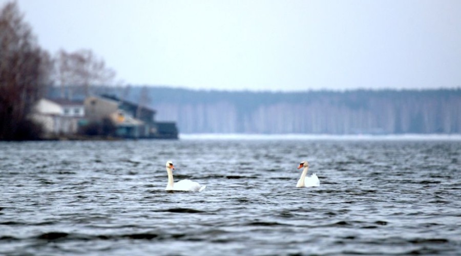 Лебедя, который остался один на Худыше, решили не беспокоить и не переселять