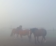 В понедельник Заречный и близлежащие деревни сёла накрыл туман
