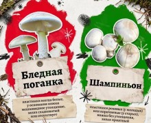 В лесах Свердловской области встречаются ядовитые грибы, опасные для здоровья